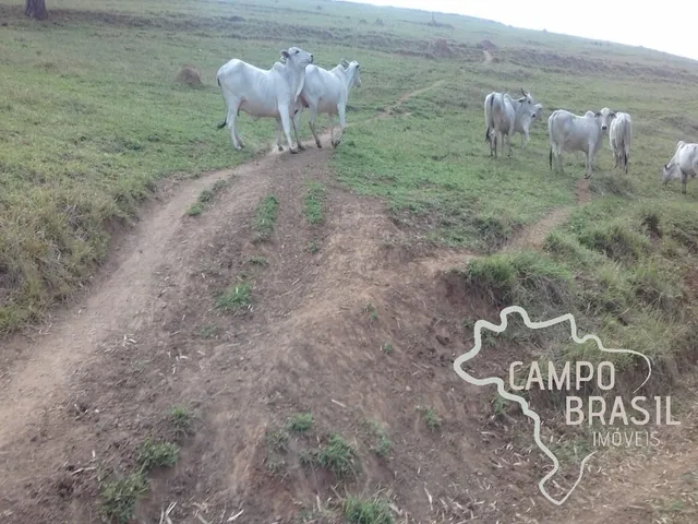 Imagem 14: Fazenda de 98 alqueires no Sul de Minas!