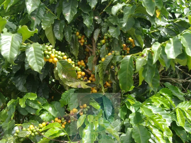 Imagem: Sítio 5 alqueires para café, sem geada