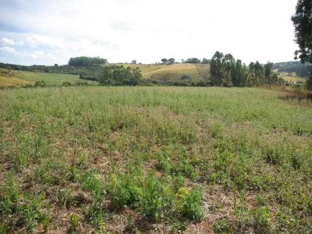 Imagem: Sítio À Venda 43,56 Hectares R$ 1.900.000