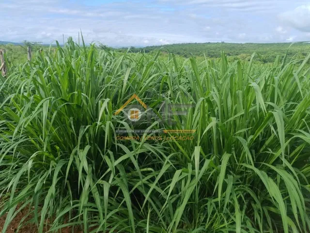 Imagem 1: SITIO RESIDENCIAL em SALINAS - MG, FAZENDA GAMELEIRA