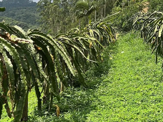 Imagem 8: Terreno Rural a Venda em Tijucas com Água
