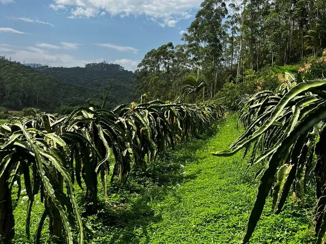 Imagem 11: Terreno Rural a Venda em Tijucas com Água