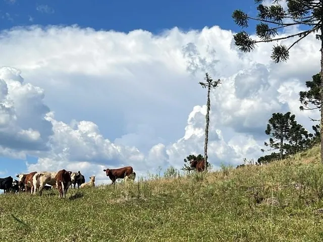 Imagem 6: Fazenda a Venda em São Joaquim, Próximo a Vinícola Pericó