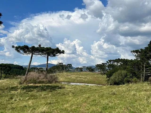 Imagem 7: Fazenda a Venda em São Joaquim, Próximo a Vinícola Pericó