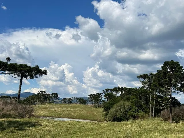 Imagem 10: Fazenda a Venda em São Joaquim, Próximo a Vinícola Pericó
