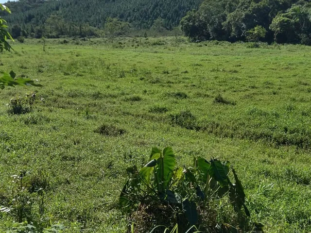 Imagem 8: Fazenda com Pastagem a Venda em Luiz Alves Próximo a Balneário Camboriú