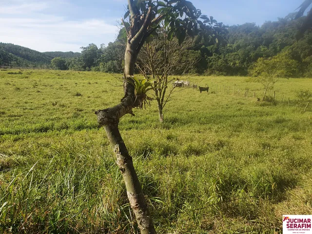 Imagem 13: Fazenda com Pastagem a Venda em Luiz Alves Próximo a Balneário Camboriú