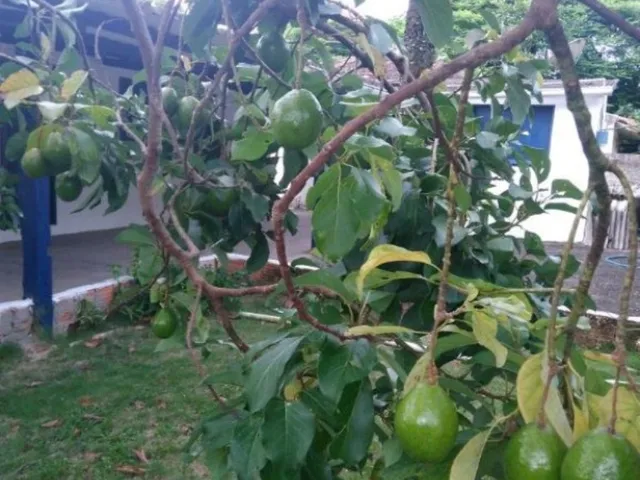 Imagem 8: LINDA CASA COM 3 QUARTOS, TERRENO COM QUASE 1.000M² EM BARRA DE SÃO JOÃO