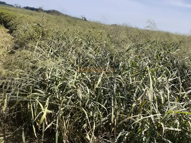 Imagem 6: Área à venda no bairro Zona Rural - Araguari/MG