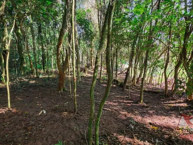 Imagem 14: CHACARA RURAL em SÃO JOSÉ DOS PINHAIS - PR, Campestre da Faxina