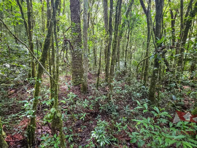 Imagem 14: Chácara a Venda Sem Benfeitorias