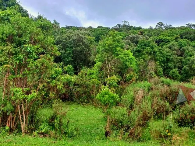 Imagem: CHACARA RURAL em SÃO JOSÉ DOS PINHAIS