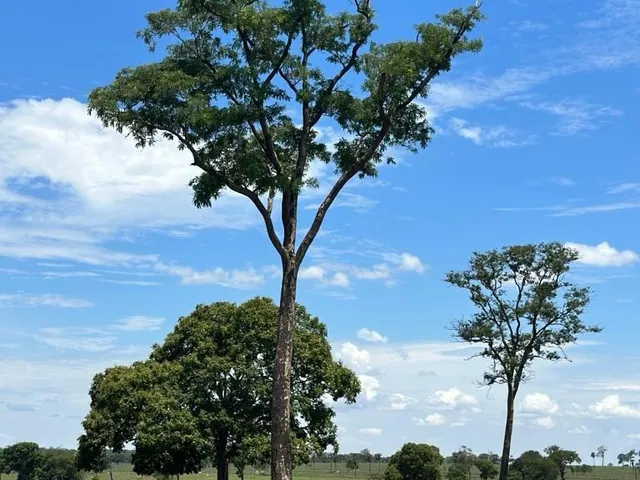 Imagem 6: FAZENDA RURAL em Itarumã - GO, Centro