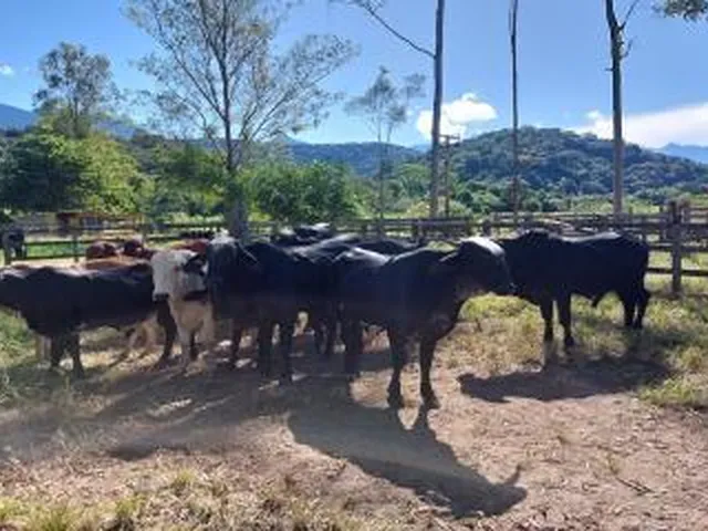 Imagem 5: Sítio para Venda em Cachoeiras de Macacu, Anil, 3 dormitórios, 2 suítes, 2 banheiros