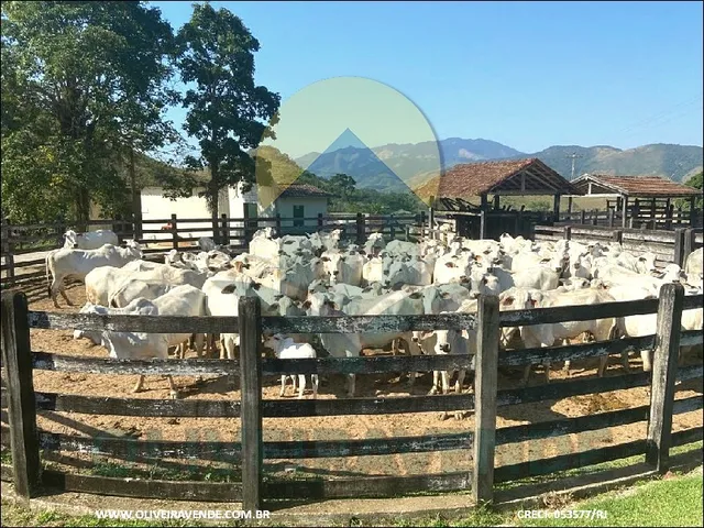 Imagem: Fazenda para Venda em Rio Bonito, Braçanã