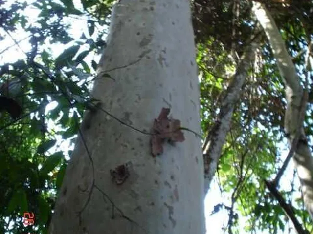 Imagem 5: Fazenda à venda no bairro Centro - Buritizeiro/MG