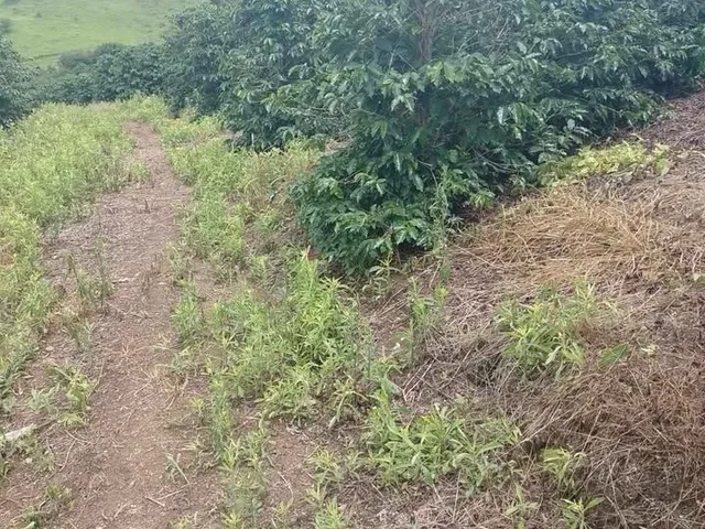 Imagem 8: Sítio à venda no bairro Centro - Campestre/MG