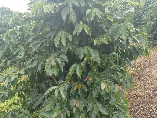Imagem 11: Sítio à venda no bairro Centro - Campestre/MG