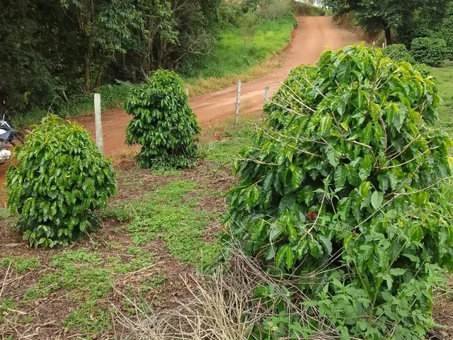 Imagem 2: Sítio à venda no bairro Centro - Caldas/MG