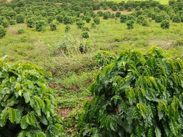 Imagem 5: Sítio à venda no bairro Centro - Caldas/MG