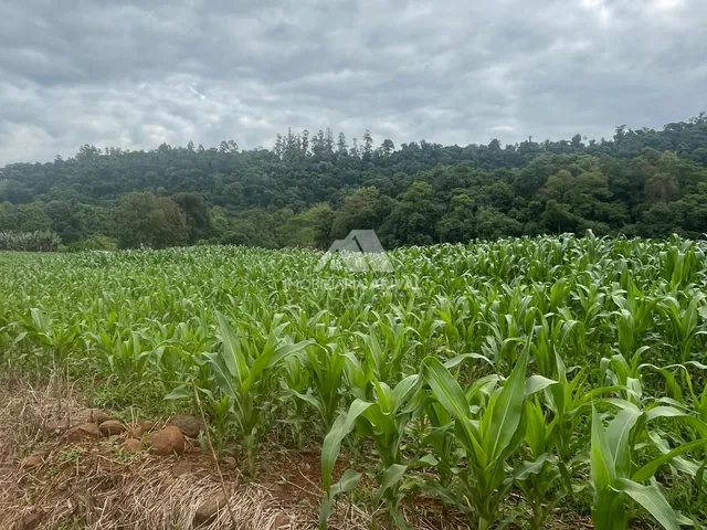 Imagem 12: CHÁCARA COM RIO NOVA ITABERABA