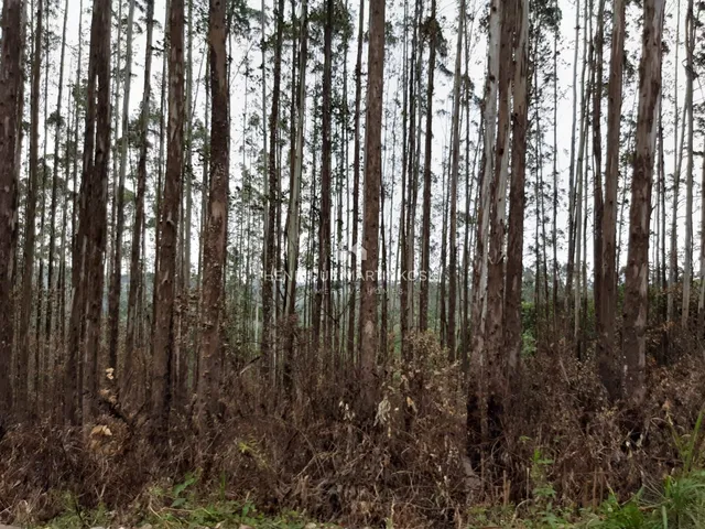 Imagem 9: Chácara de 128.000m2 próximo de Curitiba e Almirante Tamandaré-PR