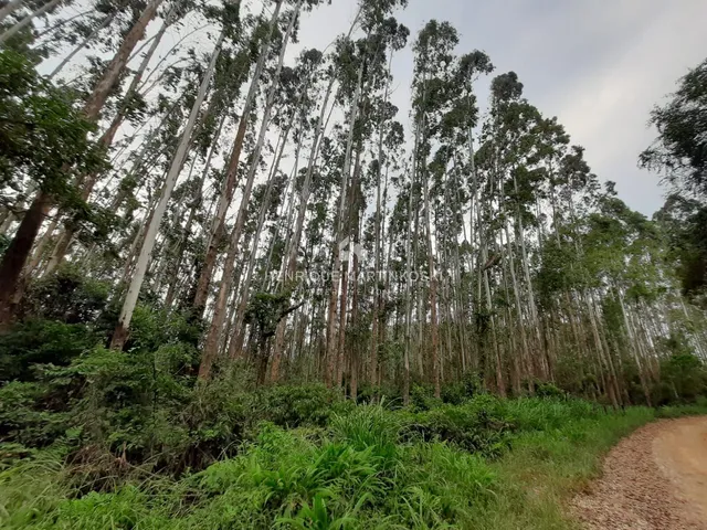 Imagem 12: Chácara de 128.000m2 próximo de Curitiba e Almirante Tamandaré-PR