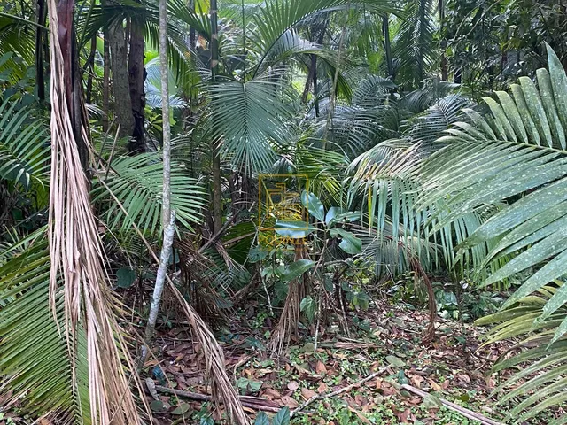 Imagem 7: LINDO TERRENO EM BLUMENAU
