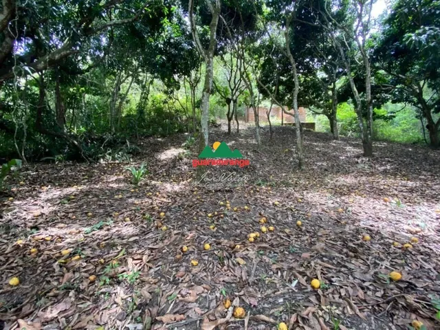 Imagem 3: Sítio com 04 hectares, todo cercado, com energia e casa para reforma