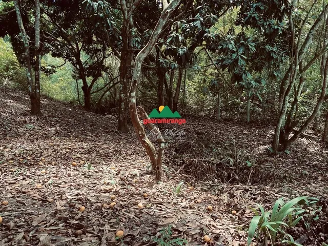 Imagem 6: Sítio com 04 hectares, todo cercado, com energia e casa para reforma
