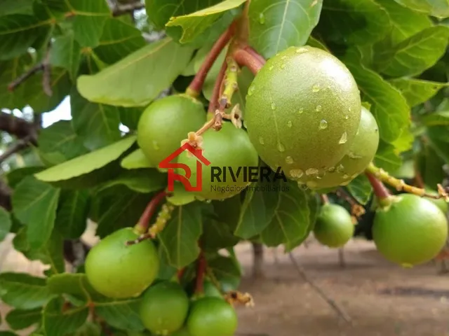 Imagem 5: Fazenda à venda no Centro de Pio IX-PI com 36.000 hectares de área - Não perca essa