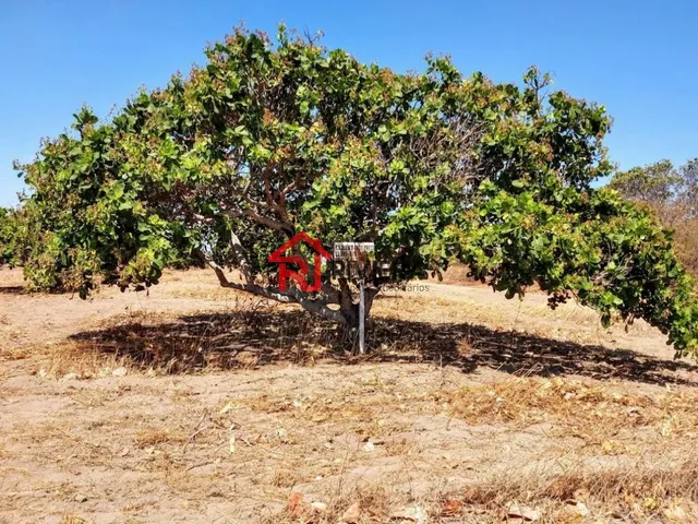 Imagem 8: Fazenda à venda no Centro de Pio IX-PI com 36.000 hectares de área - Não perca essa