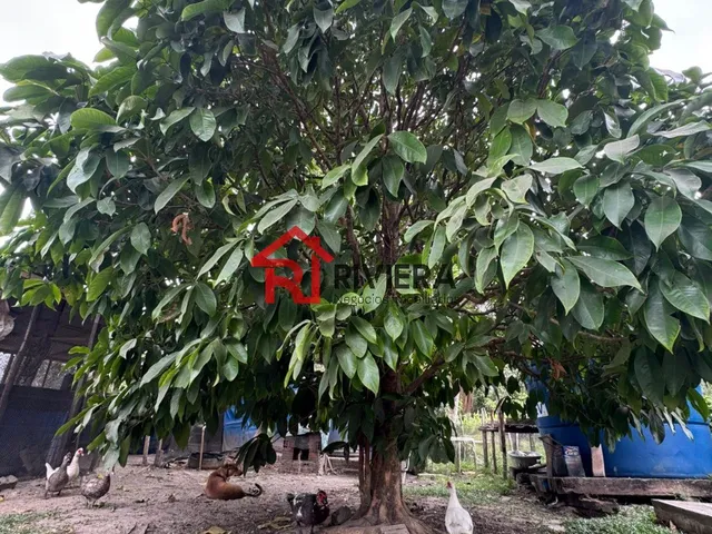 Imagem 5: Terreno Comercial em Bacabeira - Ma, Br135