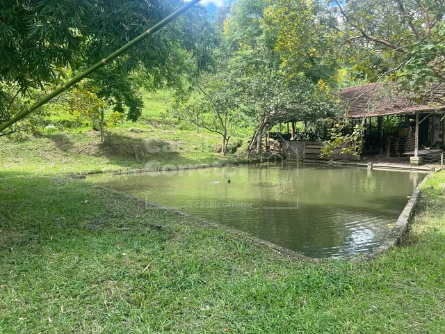 Imagem 7: LINDO SITIO COM 50.000m² COM PLANTAÇÕES