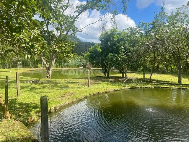 Imagem 13: LINDO SITIO COM 50.000m² COM PLANTAÇÕES