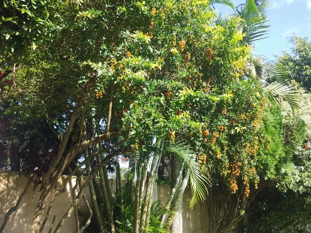 Imagem 2: Casa 3 quantos com suíte, espaço gourmet, na Tristeza