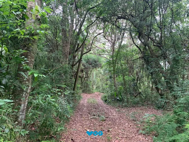 Imagem 2: Lindo Sítio em Águas Claras - Viamão