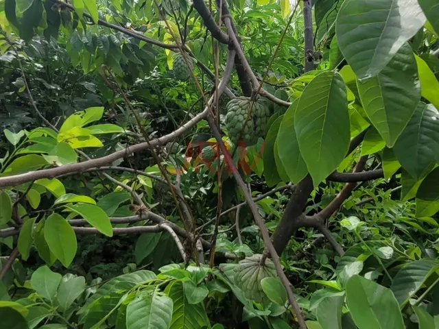 Imagem 7: Lindo Sítio Produtivo Monte Mor SP, com otima localização e paissagem da Natureza