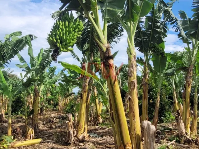 Imagem 13: Lindo Sítio Produtivo Monte Mor SP, com otima localização e paissagem da Natureza