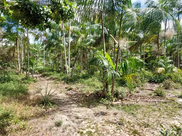 Imagem 5: Sítio com 10 hectares com plantio de açaí (6 hectares) na estrada de mosqueiro DENPASA