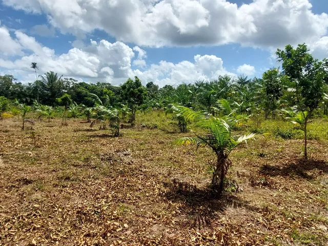 Imagem 2: Sítio com 10 hectares com plantio de açaí (6 hectares) na estrada de mosqueiro DENPASA