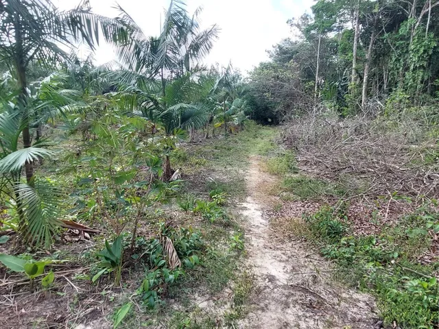 Imagem 4: Sítio com 10 hectares com plantio de açaí (6 hectares) na estrada de mosqueiro DENPASA