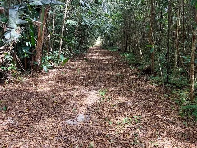 Imagem 6: Sítio com 10 hectares com plantio de açaí (6 hectares) na estrada de mosqueiro DENPASA