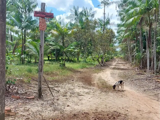Imagem 9: Sítio com 10 hectares com plantio de açaí (6 hectares) na estrada de mosqueiro DENPASA