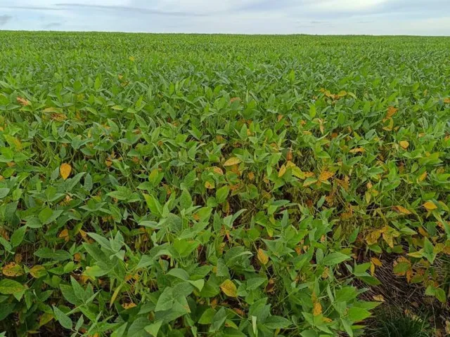 Imagem 2: Fazenda Soja Paranatinga 2100 Ha - Plantando