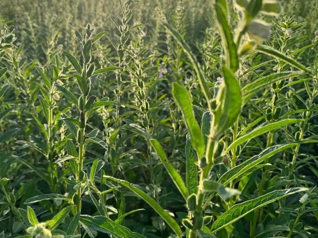 Imagem 8: Fazenda Soja Paranatinga 2100 Ha - Plantando