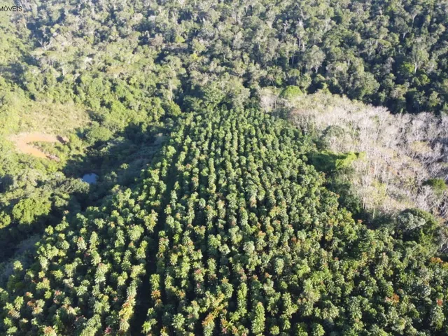 Imagem 3: FAZENDA RURAL em CAMAMU - BA, CAMAMU