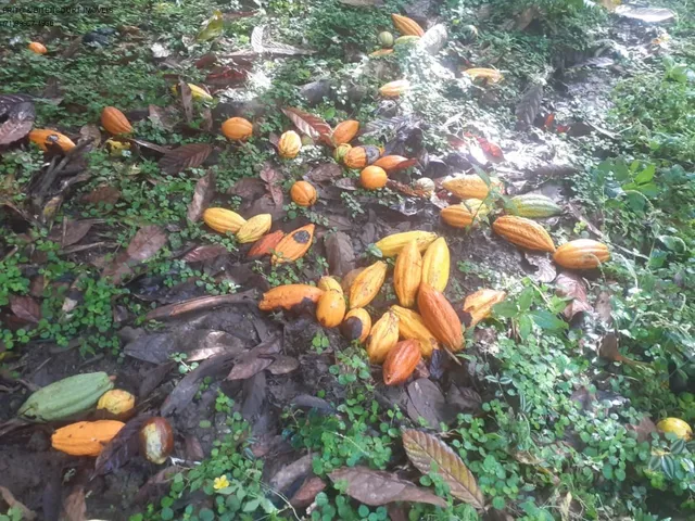 Imagem 4: FAZENDA RURAL em SÃO JOSÉ DA VITÓRIA - BA, ÁREA RURAL