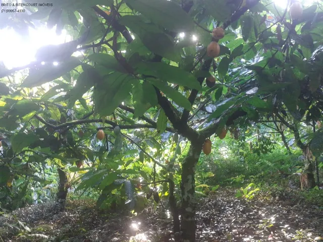 Imagem 11: FAZENDA RURAL em SÃO JOSÉ DA VITÓRIA - BA, ÁREA RURAL