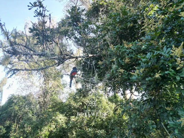 Imagem 3: Venda de Área de Terra em Três Coroas - Localidade de Santa Maria